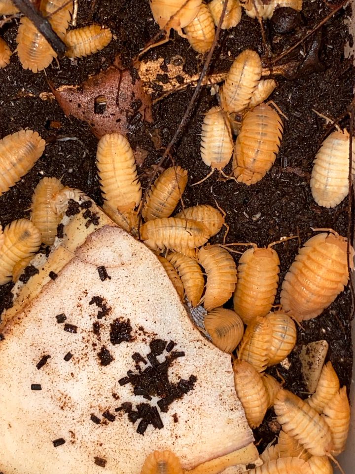 Armadillidium pallasii "orange", Rollasseln, Assel, 20 für 10,-€ in Weilerswist