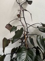 Philodendron Royal Queen (großer Steckling) Gröpelingen - Oslebshausen Vorschau