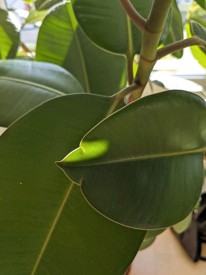 Ableger von Ficus elastica, Gummibaum, indischer Kautschukbaum in Karlsruhe