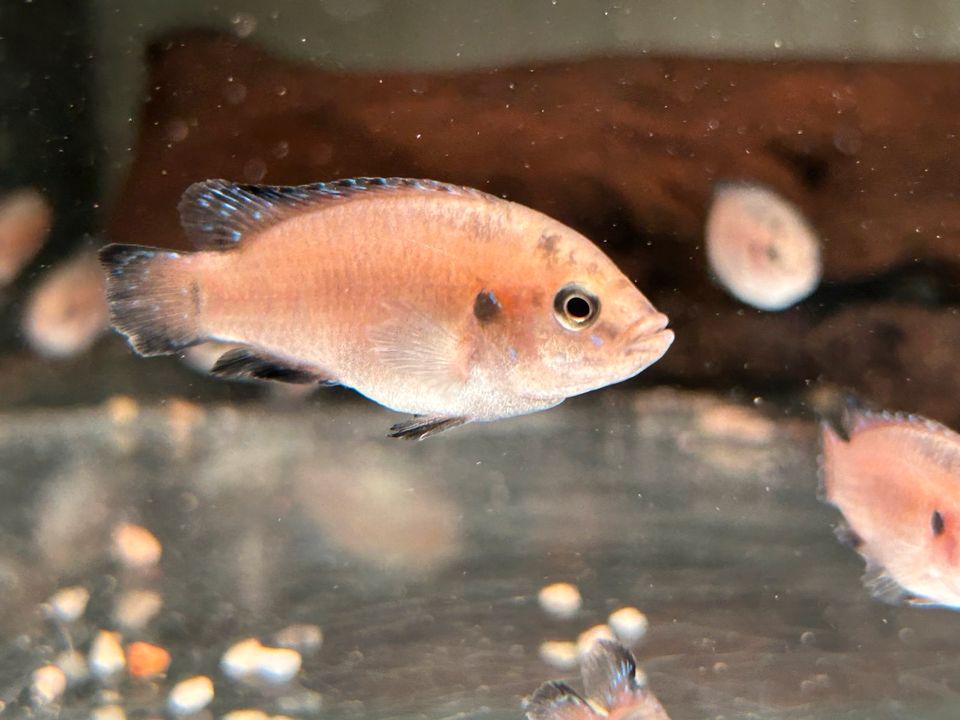 Roter Turkana Buntbarsch 9,90€ Hemichromis exsul in Rangendingen