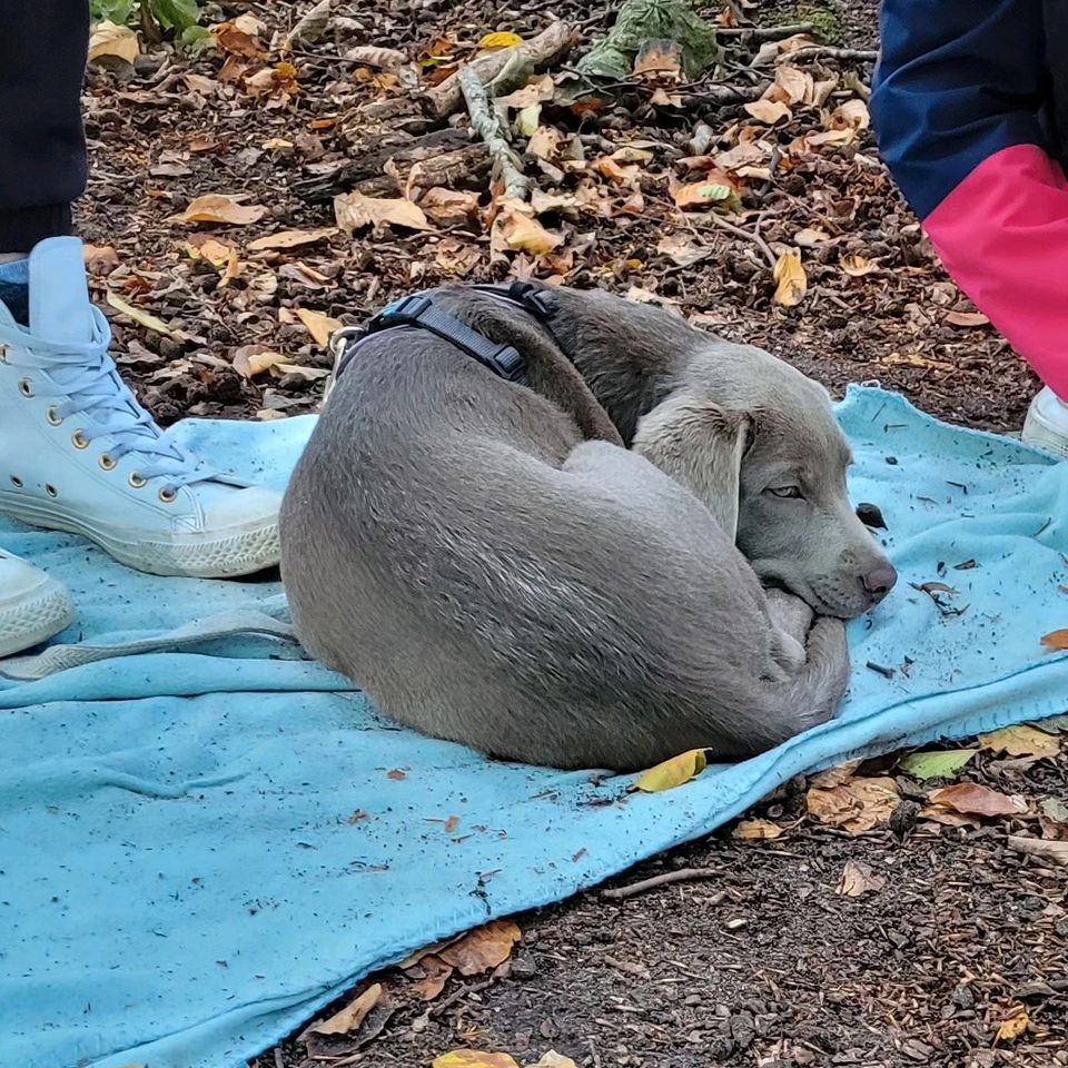 Welpenerziehung in Doberan in Kröpelin