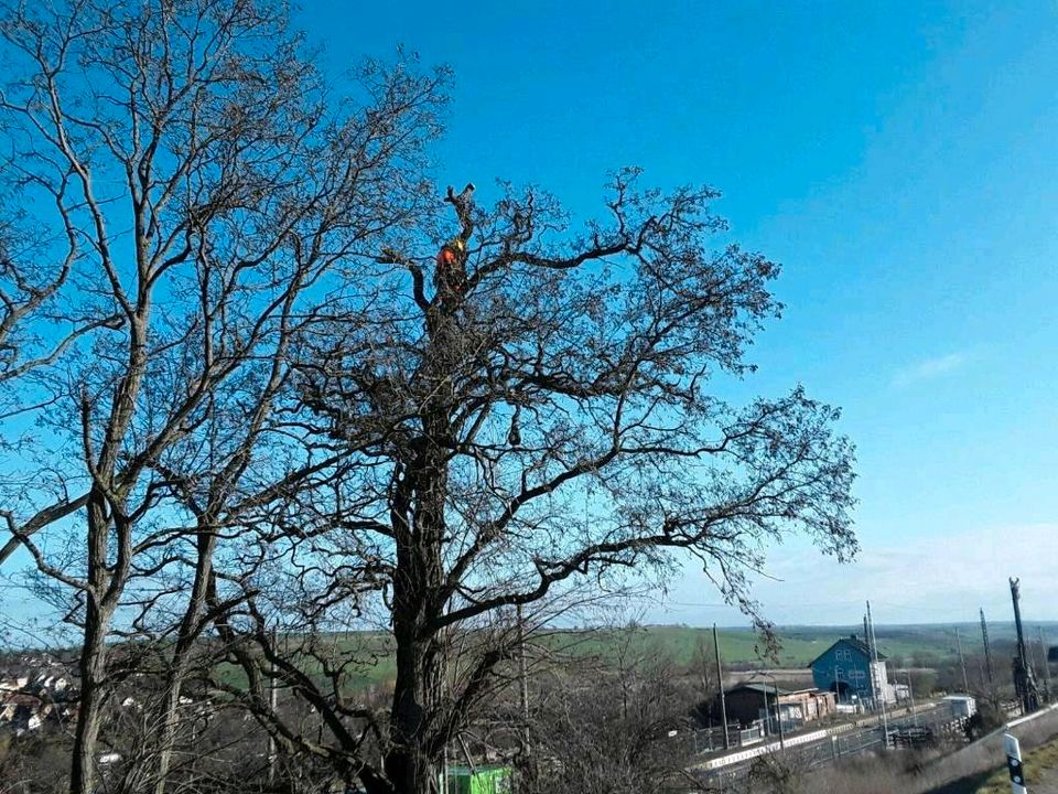 Baumpflege/ Fällungen/ Neupflanzung aller Art/Heckenschnitt uvm in Halle