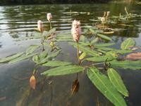 Teichpflanzen 3 St. Wasserknöterich, Niedersachsen - Lauenförde Vorschau