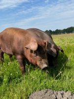 Duroc Schweinefleisch Aus Stroh- / Freilandhaltung Niedersachsen - Bassum Vorschau