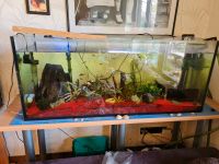 Aquarium mit Technik und Fischen Nordrhein-Westfalen - Kevelaer Vorschau