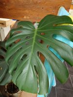 Pflanze Monstera Sachsen-Anhalt - Stapelburg Vorschau