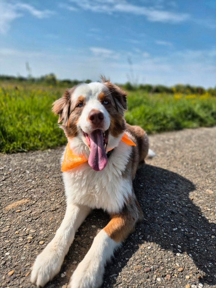 Australian Shepherd Rüde in Baden-Baden