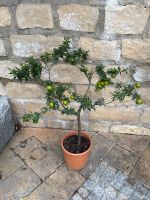 Hochwertiger Orangen Baum Zitrus 90 cm Pflanze Garten mediterran Bayern - Ingolstadt Vorschau