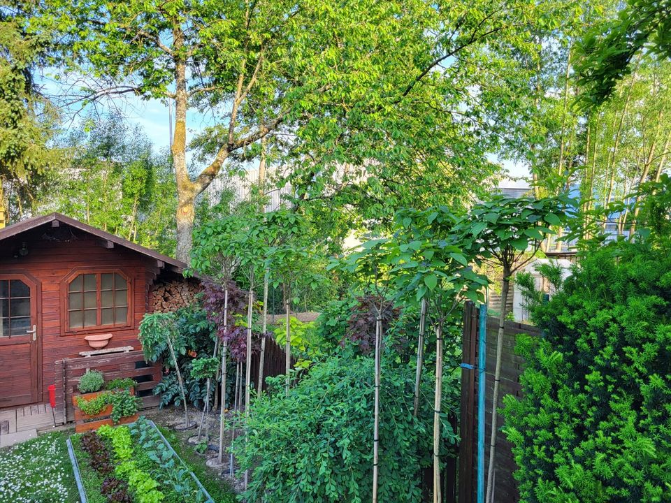 Catalpa Kugel-Trompetenbaum in Bühl