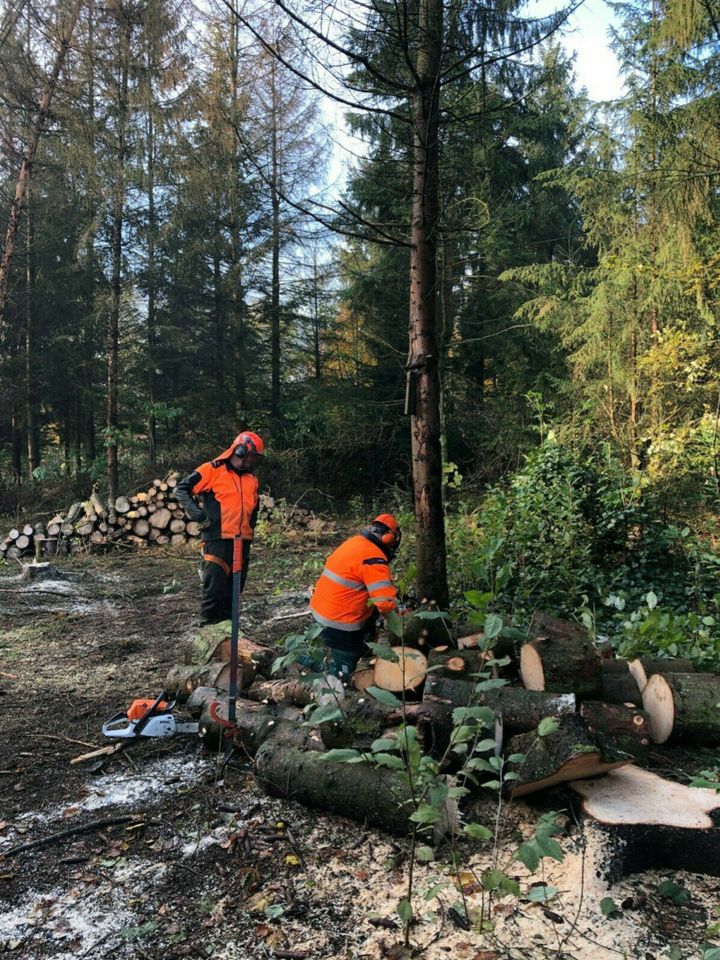 Baumfällung Baumpflege Sturmschadenbeseitigung Wurzelfräsen in Saerbeck