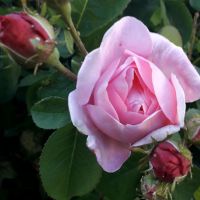 Strauchrose Bayern - Ergolding Vorschau