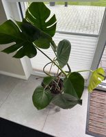 Monstera deliciosa/ Fensterblatt Niedersachsen - Neustadt am Rübenberge Vorschau