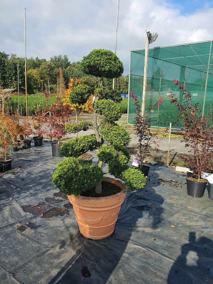 Formschnitte Bonsai Ilex 2mHöhemit Topf 1000€ Baumschule in Lahre