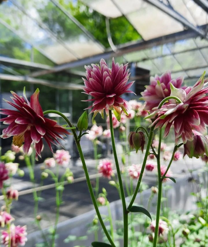 Akelei 'Nora Barlow' 4,49 € - Aquilegia vulgaris Stauden Pflanzen in Veitshöchheim