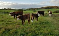 Hereford Rindfleisch direkt vom Bauernhof Rheinland-Pfalz - Walsdorf Eifel Vorschau