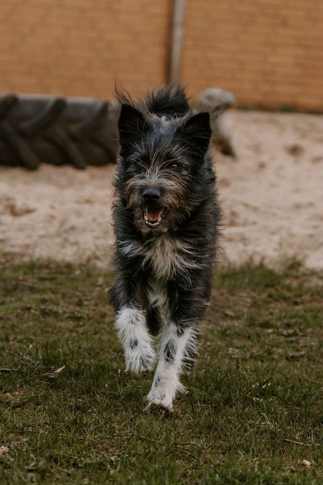 *Fussel* -kerniger Terrier-Mix in Elmshorn