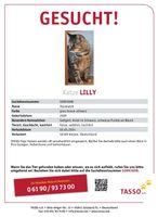Katze Lilly vermisst Nordrhein-Westfalen - Kerpen Vorschau
