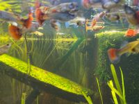 10 Guppy Fische Männliche und weibliche auch junge guppy’s Bayern - Lindau Vorschau