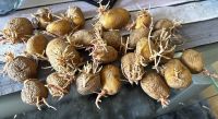25 Kartoffeln Niedersachsen - Salzgitter Vorschau