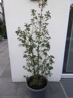 Ilex / Stechpalme "Heckenstar" mit Topf - 215 / 195cm Bayern - Günzburg Vorschau