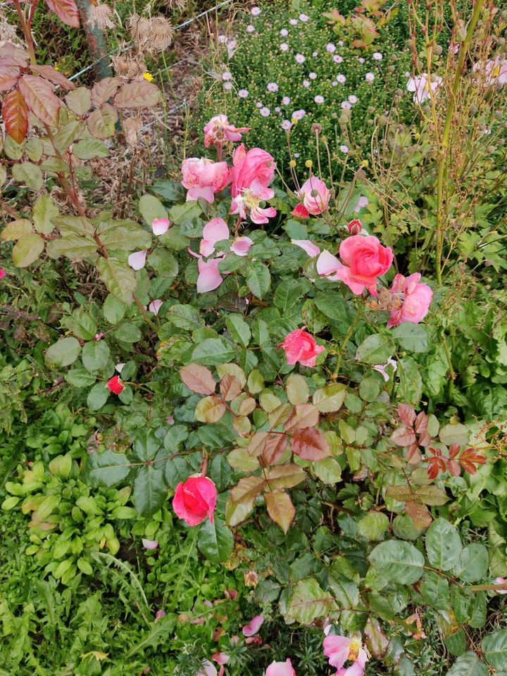 Rose, Buschrose oder Strauchrose leichter Duft rosa in Braunschweig