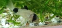 Panda Panzerwelse Aquarienfische Zierfische Fische UWS Welse Niedersachsen - Ilsede Vorschau