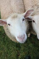 Schafe - Zwei Schafsmädels suchen ein Für - Immer - Zuhause Schleswig-Holstein - Dänischenhagen Vorschau