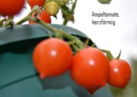 Bio-Tomatenpflanzen, teilweise aus demeter Bingenheimer Saatgut Hessen - Erlensee Vorschau