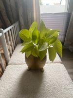 Neon Pothos Pflanze mit Übertopf zu verkaufen Hessen - Hanau Vorschau