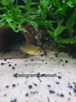 Apistogramma borelli, Zwergbuntbarsch, Garten und Zoo Lieret Nordrhein-Westfalen - Mönchengladbach Vorschau