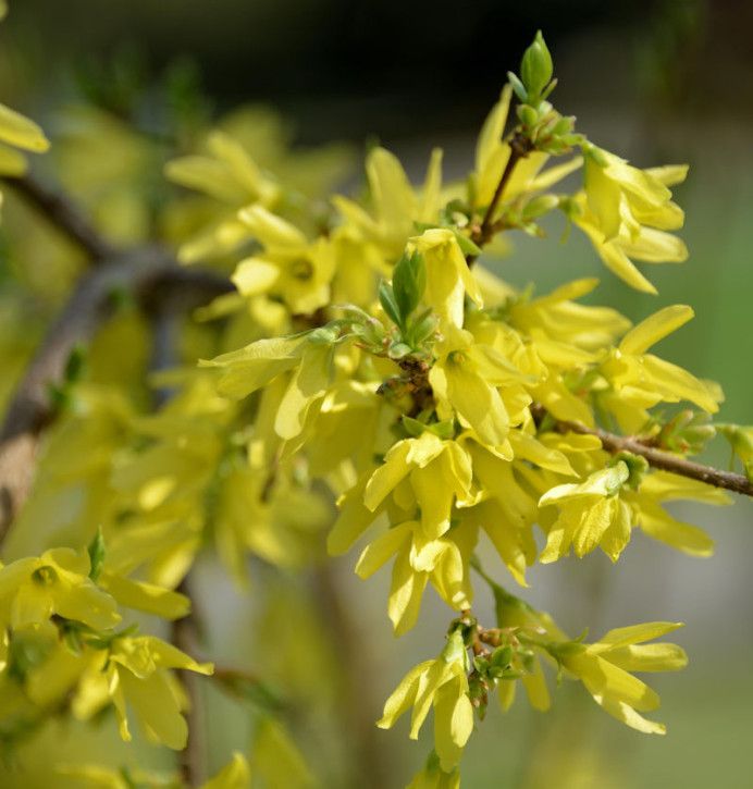 Forsythie Mikador 30-40cm - Forsythia in Bad Zwischenahn