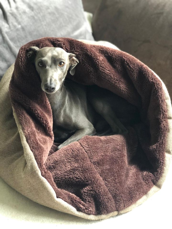 Traumhafte Italienische Windspiel / Italien Greyhound Welpen in Elpersbüttel