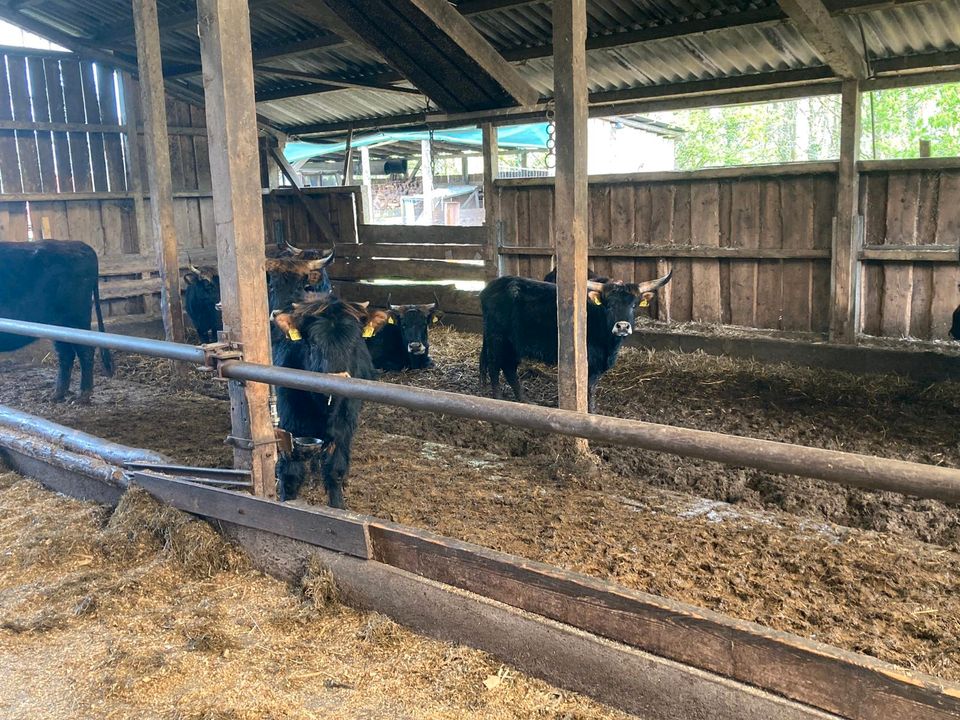 Heckrinder Auerochsen in Langwedel