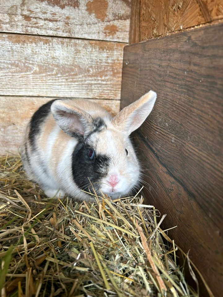 Zwergkaninchen Weibchen in Eisfeld