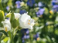 Samen Jakobsleiter, Himmelsleiter (Polemonium caeruleum)blau/weiß Baden-Württemberg - Horgenzell Vorschau