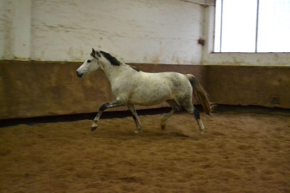 Deutsches Reitpony / Zuchtstute in Gettorf