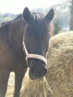 Pflegebeteiligung Ponystute :) Sachsen - Zwickau Vorschau