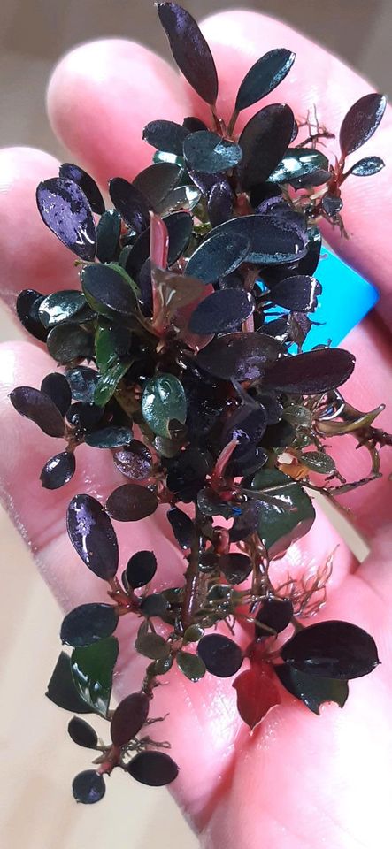 New ⭐❤ MAGICAN Purple ❤⭐ Rare Bucephalandra Aquarium Garnelen in Freiburg im Breisgau