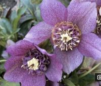 Junge Pflanzen Helleborus Orientalis TUTU Nordrhein-Westfalen - Wegberg Vorschau