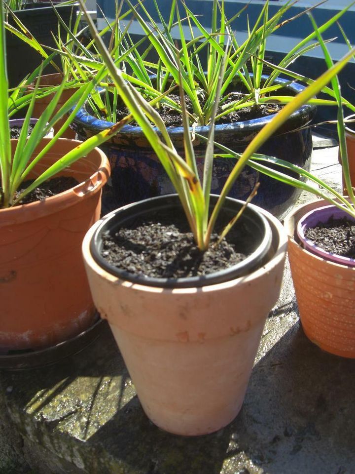 winterharte Yucca Yucca filamentosa Colour Guard selbst gezogen in Weil der Stadt