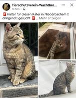 Besitzer werden gesucht❗️ Nordrhein-Westfalen - Wachtberg Vorschau