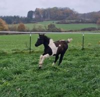 Mustang Stute schwarz weiß Traumscheckung Westerwaldkreis - Maxsain Vorschau