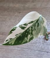 Monstera Variegata Niedersachsen - Bad Bentheim Vorschau