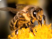 fange herrenlosen Bienenschwarm Bayern - Markt Rettenbach Vorschau