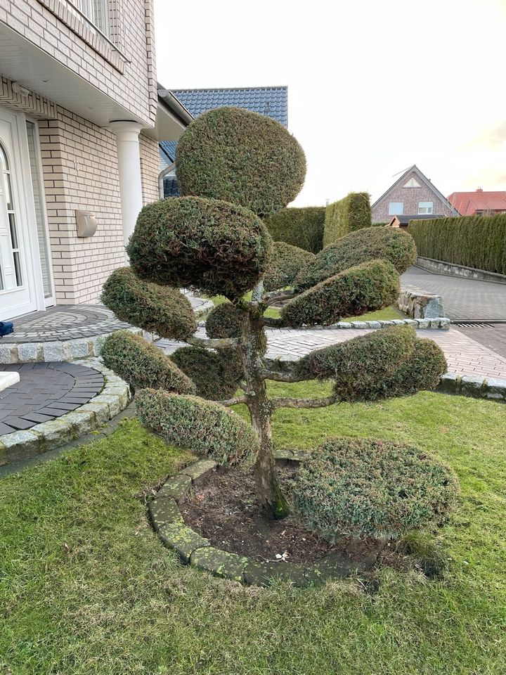 Bonsai Baum 1.70 Groß gepflegt in Hilter am Teutoburger Wald