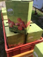 Apfelsaft zu verkaufen Nordrhein-Westfalen - Erwitte Vorschau