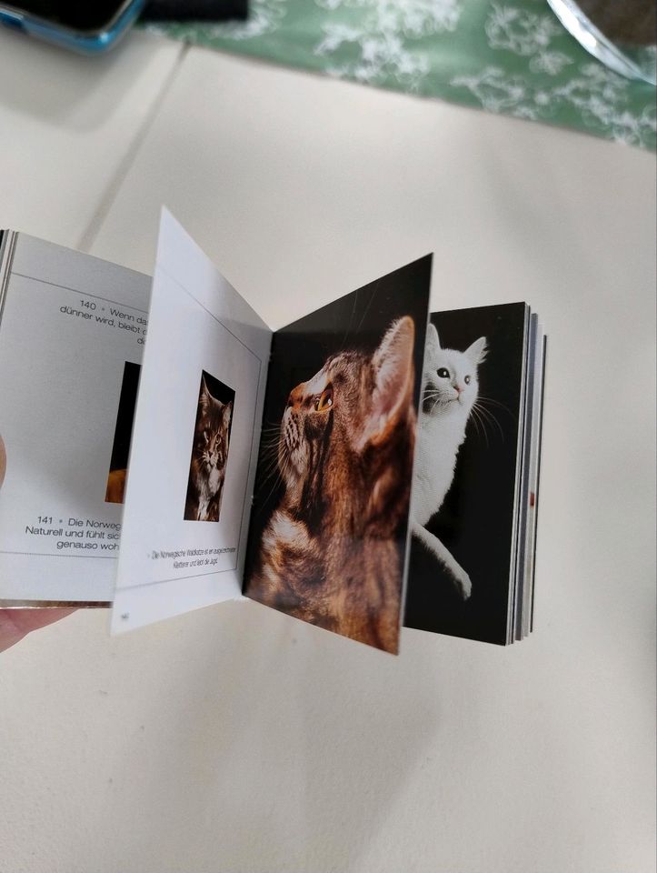 Buch Mini Katzen Buch in Kummerfeld