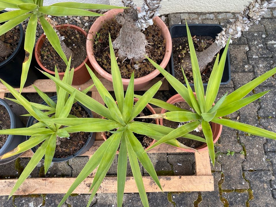 Yukka Palme, Palme, mediterrane Pflanzen, Sommerpflanzen in Buchen (Odenwald)