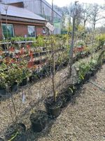 Liquidambar, Amberbaum Niedersachsen - Sögel Vorschau