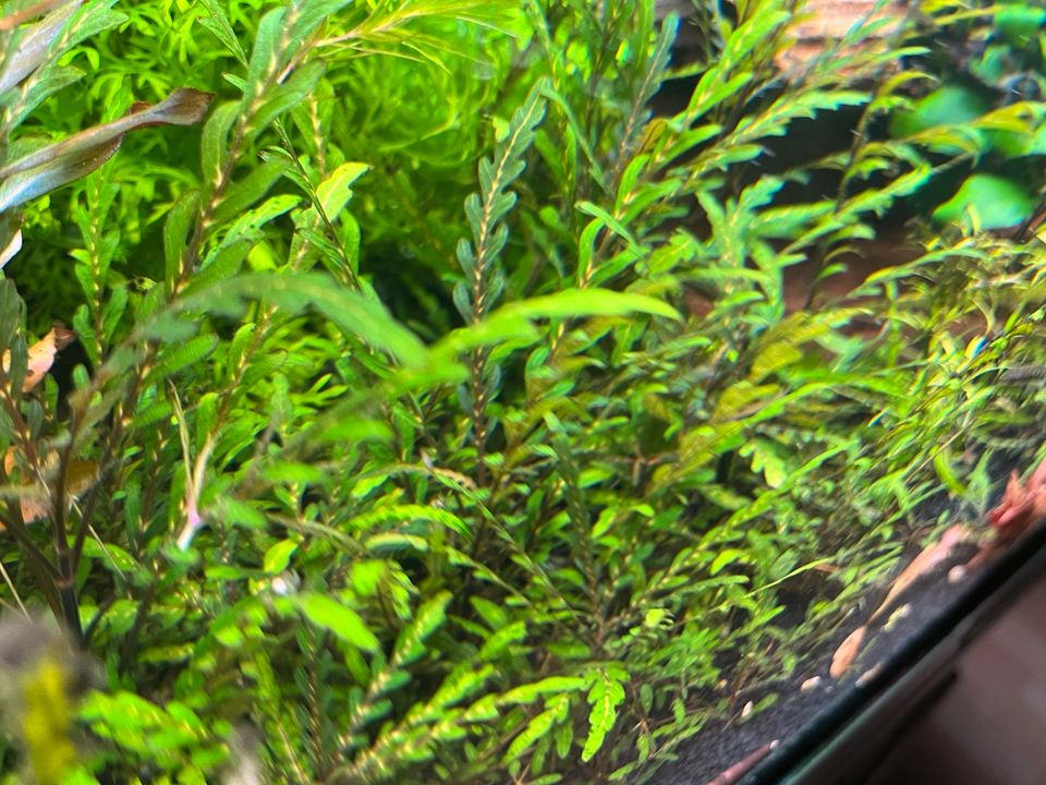 Hygrophila pinnatifida in Gera